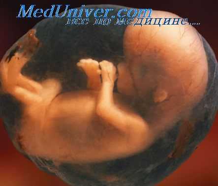 грудина эмбриона