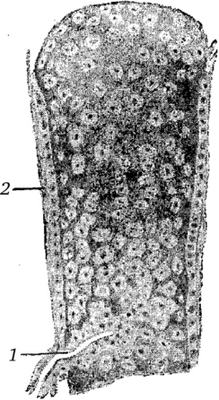 Схема начала процесса внутрихрящевого окостенения