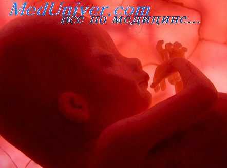 скелет эмбриона