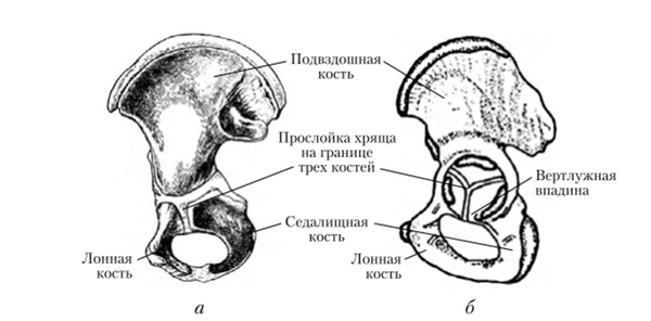 Развитие тазовой кости ребенка пяти лет