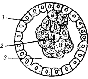 Схема развития плодного пузыря кролика