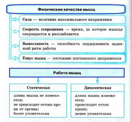 качества мышц