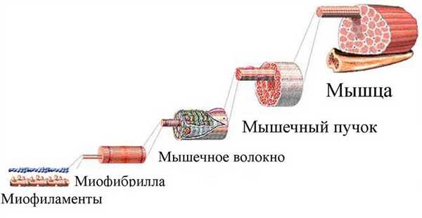 Уровни организации скелетной мышцы