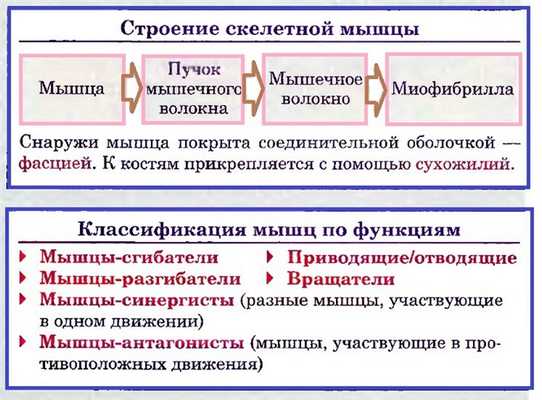 строение мышцы