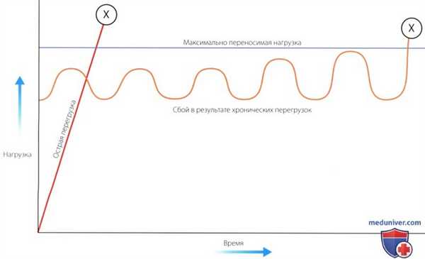Принципы функционирования костно-мышечной системы
