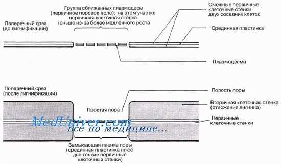 Склеренхима. Строение и функции склеренхимы