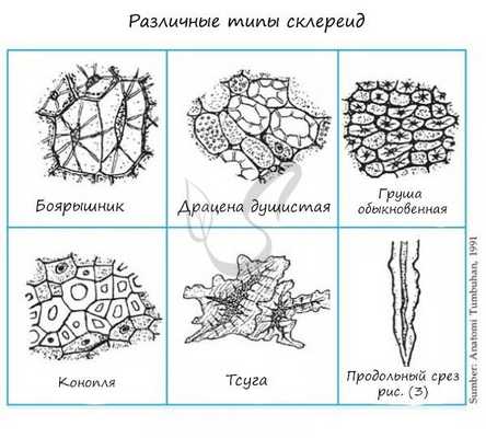 Склеренхимные волокна, лубяные волокна
