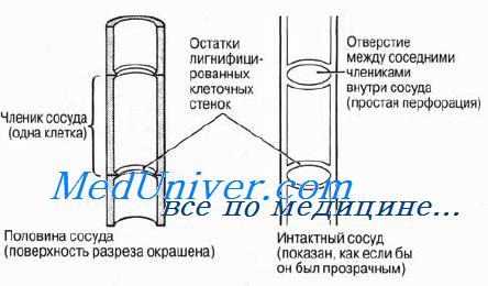 Ксилема. Строение ксилемы. Функции ксилемы