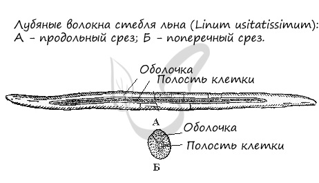 Склеренхимные волокна, лубяные волокна
