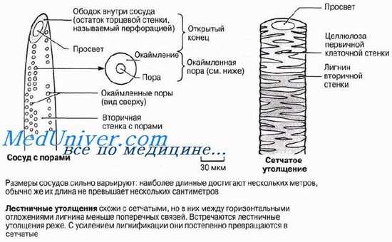 Ксилема. Строение ксилемы. Функции ксилемы