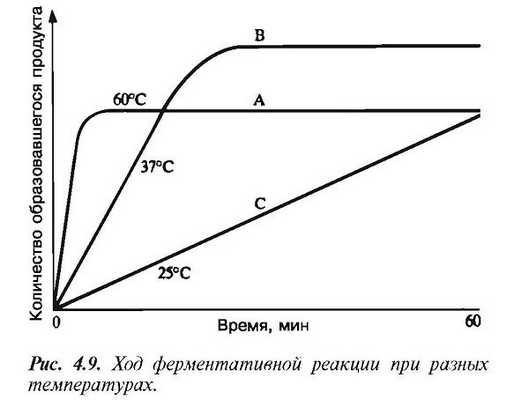 Факторы, влияющие на скорость ферментативных реакций