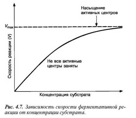 Факторы, влияющие на скорость ферментативных реакций