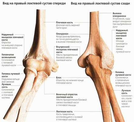 анатомия локтей