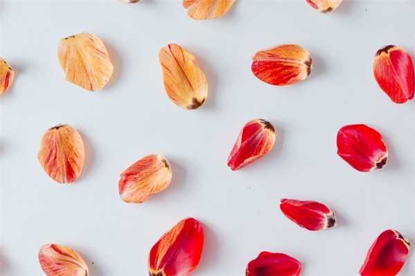 Лепестки тюльпанов, иллюстрирующие постакне.