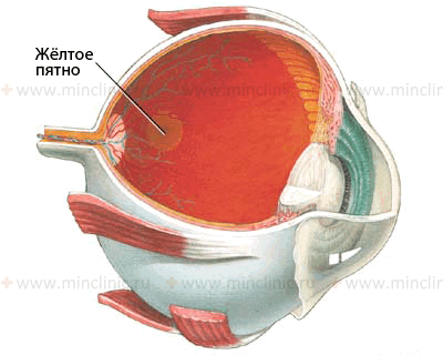 При поражения жёлтого пятна в результате интоксикации или дегенерации пациенты не различают красный и зелёный цвет, но белый цвет при этом воспринимают нормально.