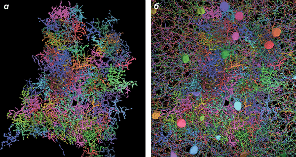 Трехмерная реконструкция нейронов сетчатки