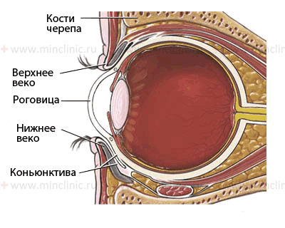 Внешнее и внутреннее строение глазного яблока человека (вид сбоку в разрезе).
