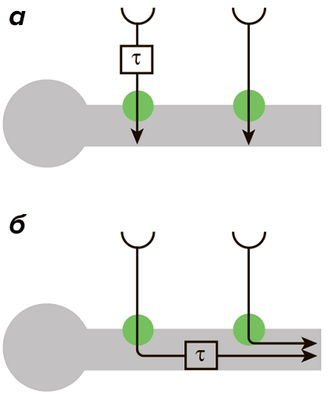Модели связи биполярных и амакриновых клеток