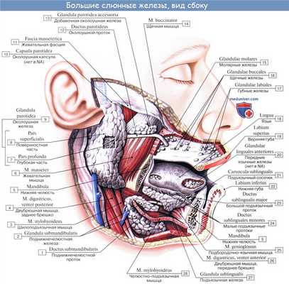 Анатомия : Железы полости рта. Околоушная слюная железа. Поднижнечелюстная слюная железа. Подъязычная слюная железа