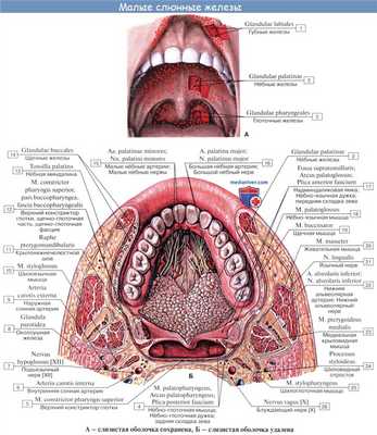 Анатомия : Железы полости рта. Околоушная слюная железа. Поднижнечелюстная слюная железа. Подъязычная слюная железа