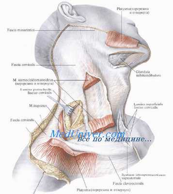 Слои поднижнечелюстного треугольника. Нижнечелюстная слюнная железа. Топография нижнечелюстной слюной железы