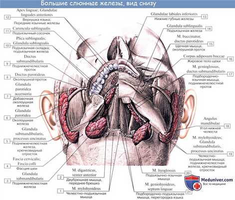 Анатомия : Железы полости рта. Околоушная слюная железа. Поднижнечелюстная слюная железа. Подъязычная слюная железа
