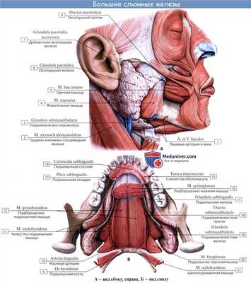 Анатомия : Железы полости рта. Околоушная слюная железа. Поднижнечелюстная слюная железа. Подъязычная слюная железа