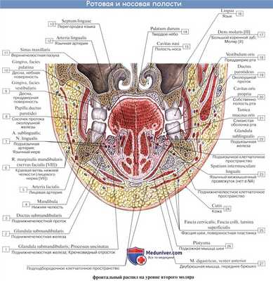 Анатомия : Железы полости рта. Околоушная слюная железа. Поднижнечелюстная слюная железа. Подъязычная слюная железа