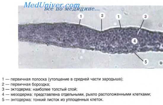 эпителиальные клетки