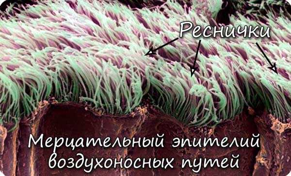Мерцательный эпителий воздухоносных путей