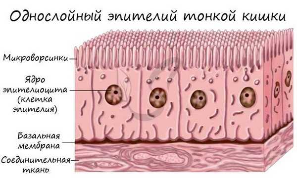 Однослойный эпителий тонкой кишки
