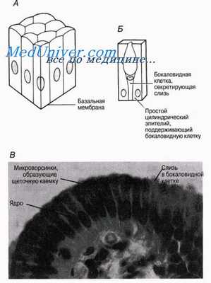 Эпителиальная ткань животных. Простые эпителии