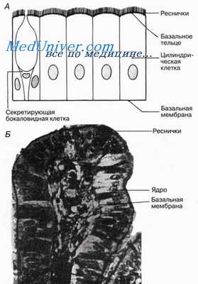 Эпителиальная ткань животных. Простые эпителии