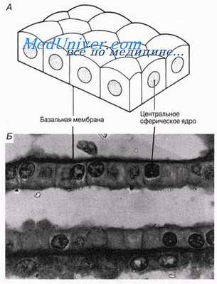 Эпителиальная ткань животных. Простые эпителии