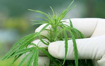 Влияние марихуаны на здоровье и психику - Салерно