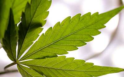 Сколько держится марихуана в организме - Салерно