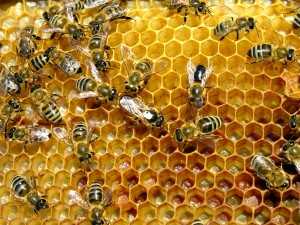 прополис с пчелами