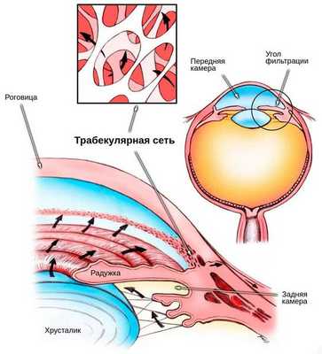 Трабекулярная сеть