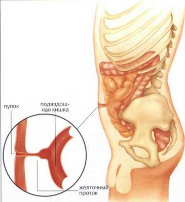 Желточный проток