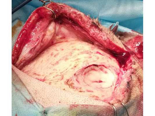 Вид операционного поля после скелетирования кости