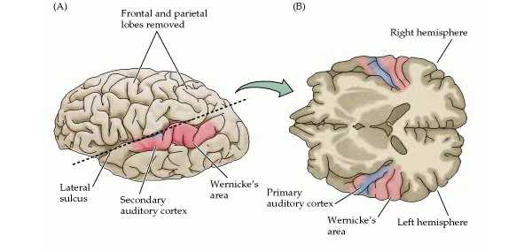 Области верхней височной извилины, отвечающие за восприятие устной речи