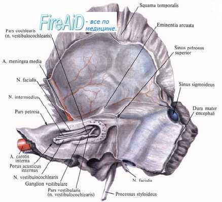 Преддверно-улитковый нерв (VIII пара, 8 пара черепных нервов), n. vestibulocochlearis.