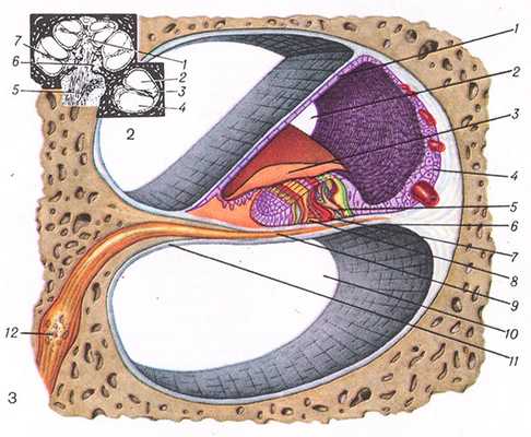 Рис. 2. Разрез улитки
