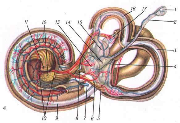 Рис. 4. Правый костный лабиринт (вскрыт) и заключающийся в нем перепончатый лабиринт