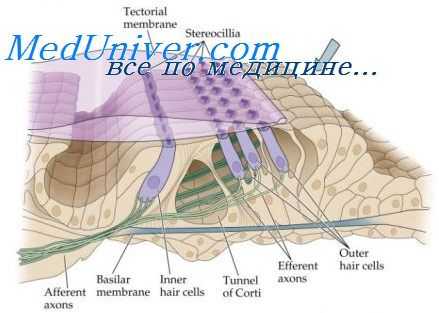 кортиев орган