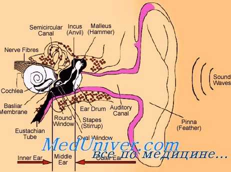 восприятие звуков