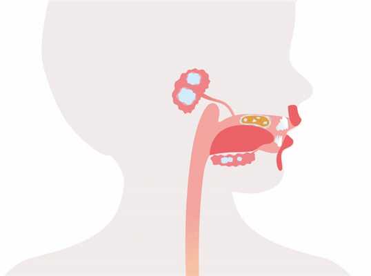 Функции слюнных желез