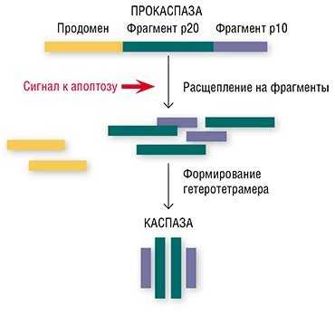 После поступления «приказа» на самоликвидацию неактивные ферменты прокаспазы в клетке расщепляются на фрагменты, из которых и формируется активный гетеротетрамерный фермент – каспаза, способная расщеплять структуры, жизненно важные для клетки
