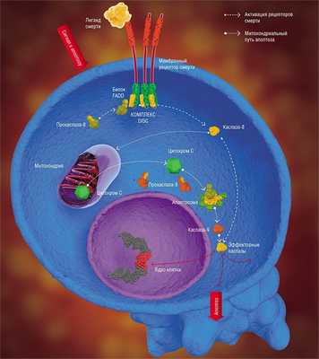 Существует два пути инициации апоптоза – внутренний или митохондриальный, и внешний – через активацию рецепторов смерти. В обоих случаях ключевым моментом является образование особых инициаторных апоптотических комплексов (апоптосомы и DISC, соответственно) и активации инициаторных каспаз (каспазы-9 и каспазы-8). Инициаторные каспазы активируют эффекторные каспазы, которые, в свою очередь, активируют ряд белков, участвующих в выполнении программы самоликвидации