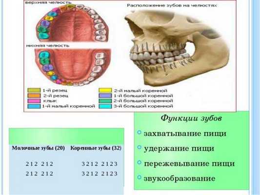 Расположение и функции зубов